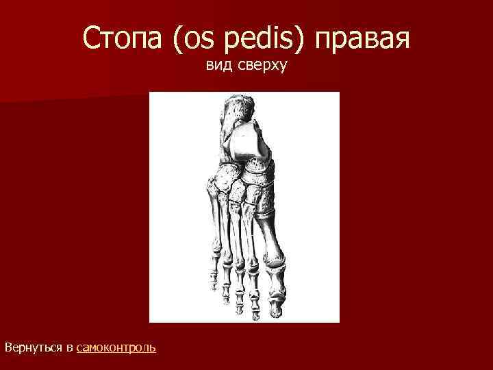 Стопа (os pedis) правая вид сверху Вернуться в самоконтроль 