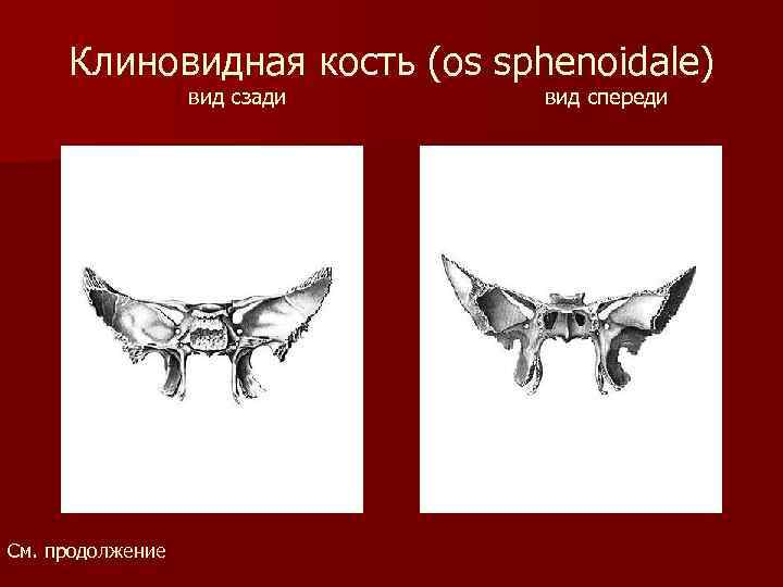 Клиновидная кость (os sphenoidale) вид сзади См. продолжение вид спереди 