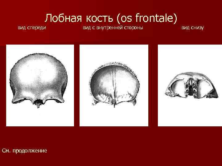Лобная кость (os frontale) вид спереди См. продолжение вид с внутренней стороны вид снизу