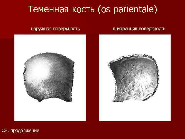 Теменная кость (os parientale) наружная поверхность См. продолжение внутренняя поверхность 