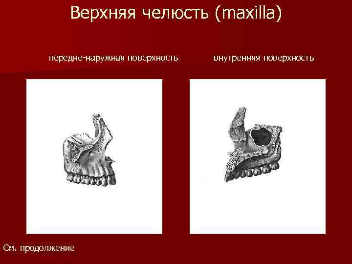 Верхняя челюсть (maxilla) передне-наружная поверхность См. продолжение внутренняя поверхность 