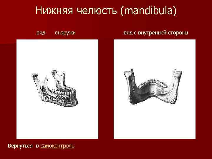 Нижняя челюсть (mandibula) вид снаружи Вернуться в самоконтроль вид с внутренней стороны 