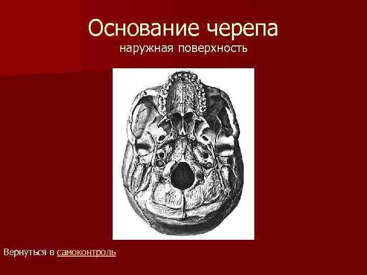 Основание черепа наружная поверхность Вернуться в самоконтроль 