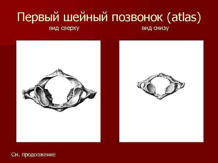 Первый шейный позвонок (atlas) вид сверху См. продолжение вид снизу 