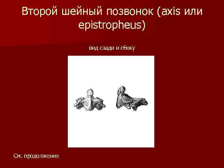 Второй шейный позвонок (axis или epistropheus) вид сзади и сбоку См. продолжение 