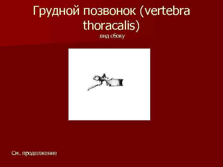 Грудной позвонок (vertebra thoracalis) вид сбоку См. продолжение 