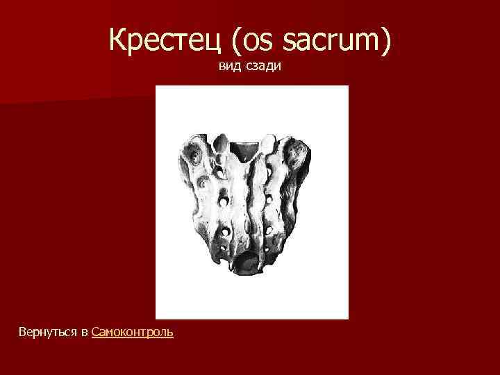 Крестец (os sacrum) вид сзади Вернуться в Самоконтроль 