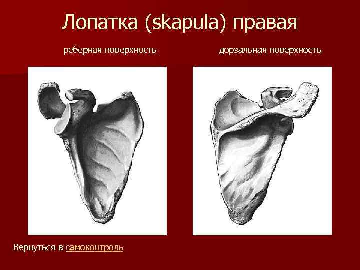 Лопатка (skapula) правая реберная поверхность Вернуться в самоконтроль дорзальная поверхность 