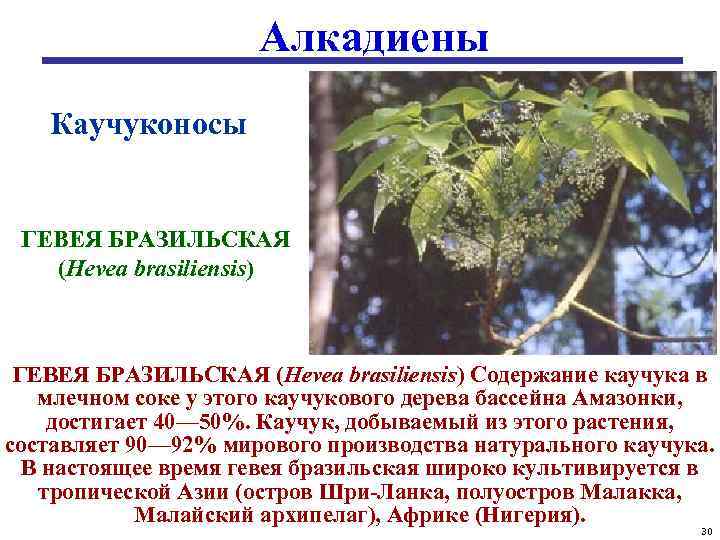 Алкадиены Каучуконосы ГЕВЕЯ БРАЗИЛЬСКАЯ (Hevea brasiliensis) Содержание каучука в млечном соке у этого каучукового