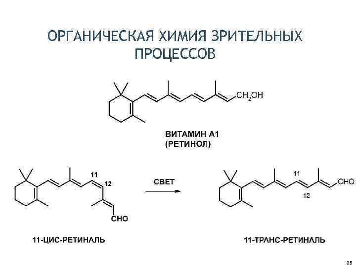 ОРГАНИЧЕСКАЯ ХИМИЯ ЗРИТЕЛЬНЫХ ПРОЦЕССОВ 35 