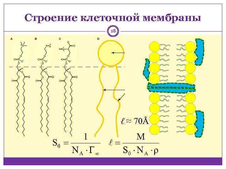 Строение клеточной мембраны 18 ℓ ≈ 70Å 