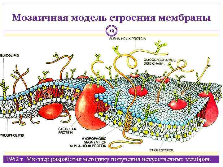 Мозаичная модель строения мембраны 19 1962 г. Мюллер разработал методику получения искусственных мембран. 