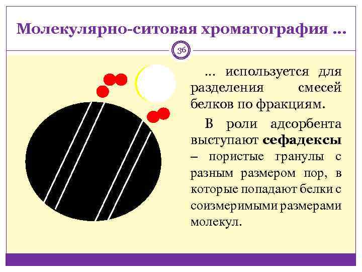 Молекулярно-ситовая хроматография … 36 … используется для разделения смесей белков по фракциям. В роли