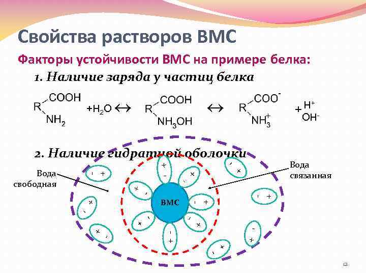 Свойства растворов ВМС Факторы устойчивости ВМС на примере белка: 1. Наличие заряда у частиц