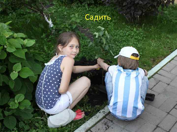 Садить 