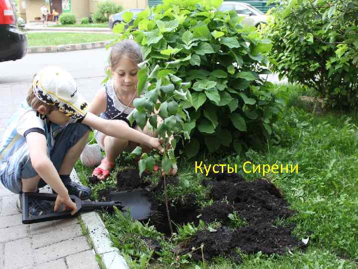 Кусты Сирени 