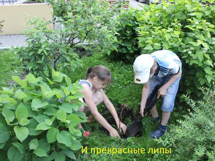 И прекрасные липы 