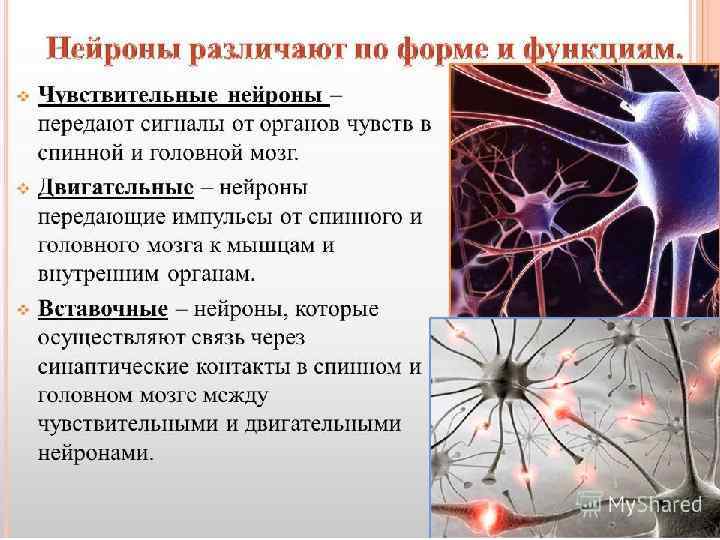 Нервные клетки Бог вложил в человеческий организм более 100 млрд. нейронов. В зависимости от