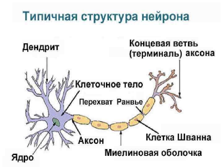 Нервные клетки соединяются между собой сотнями, и иногда тысячами отростков, которые называются дендриты. Электрический