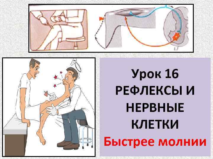 Урок 16 РЕФЛЕКСЫ И НЕРВНЫЕ КЛЕТКИ Быстрее молнии 