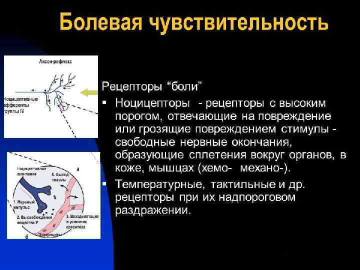 Другие чувства, которые сообщают мозгу информацию о нашем организме Чувство равновесия, органом которого является