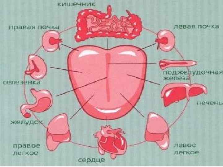 Язык - карта состояния здоровья 