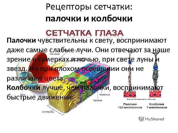 Рецепторы сетчатки: палочки и колбочки Палочки чувствительны к свету, воспринимают даже самые слабые лучи.
