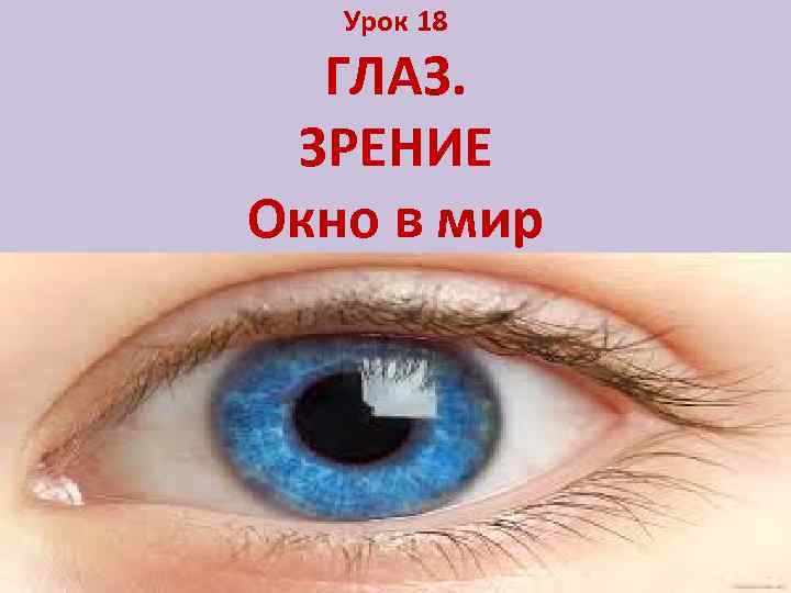 Урок 18 ГЛАЗ. ЗРЕНИЕ Окно в мир 
