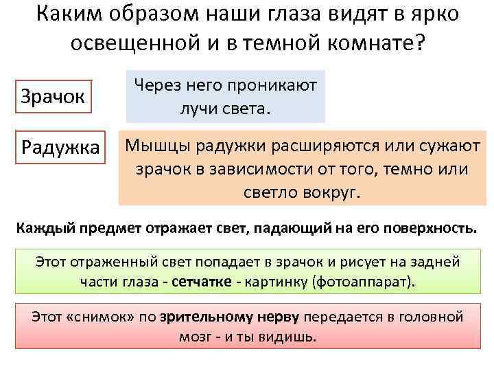 Каким образом наши глаза видят в ярко освещенной и в темной комнате? Зрачок Радужка
