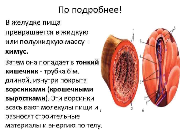 По подробнее! В желудке пища превращается в жидкую или полужидкую массу химус. Затем она