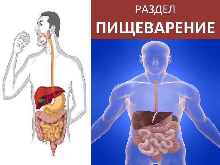 РАЗДЕЛ ПИЩЕВАРЕНИЕ 