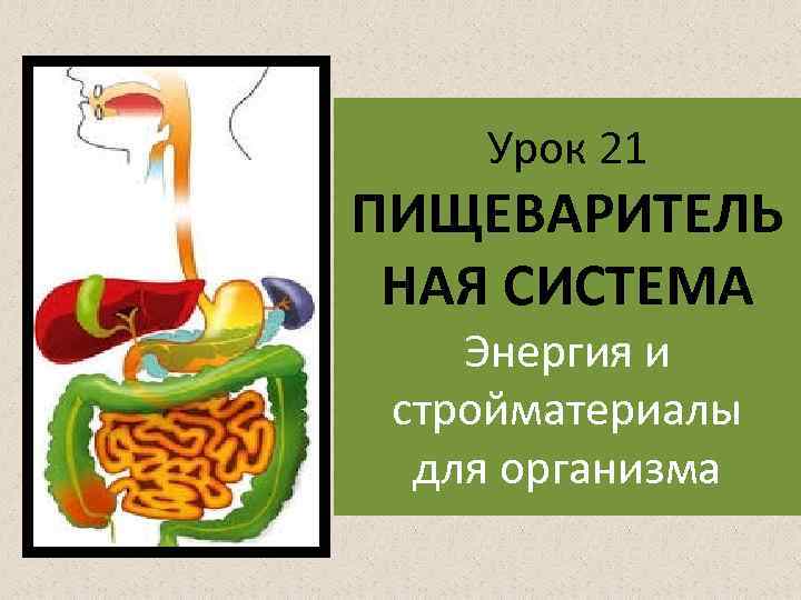 Урок 21 ПИЩЕВАРИТЕЛЬ НАЯ СИСТЕМА Энергия и стройматериалы для организма 