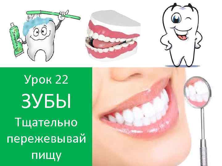 Урок 22 ЗУБЫ Тщательно пережевывай пищу 