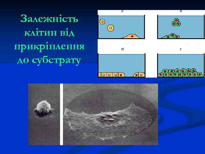 Залежність клітин від прикріплення до субстрату 