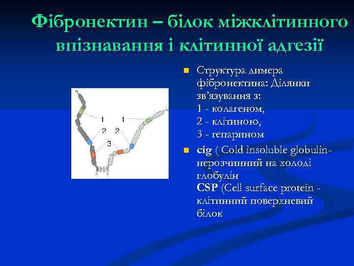 Фібронектин – білок міжклітинного впізнавання і клітинної адгезії n n Структура димера фібронектина: Ділянки
