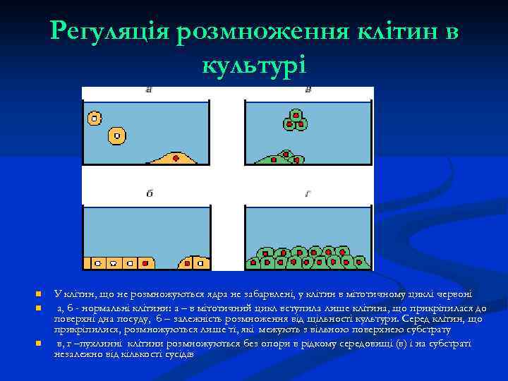 Регуляція розмноження клітин в культурі n n n У клітин, що не розмножуються ядра