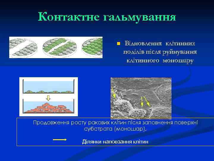 Контактне гальмування n Відновлення клітинних поділів після руйнування клітинного моношару Продовження росту ракових клітин