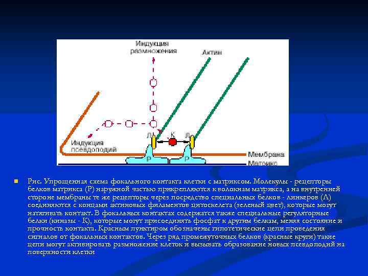n Рис. Упрощенная схема фокального контакта клетки с матриксом. Молекулы - рецепторы белков матрикса