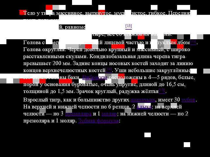 Тело у тигра массивное, вытянутое, мускулистое, гибкое. Передняя часть тела развита сильнее задней, в