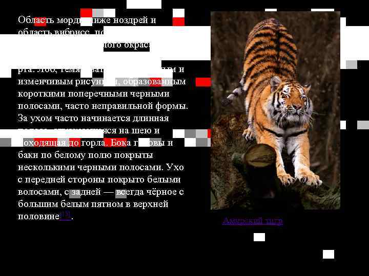 Область морды ниже ноздрей и область вибрисс, подбородок и нижняя челюсть белого окраса, кроме