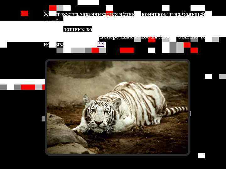 Хвост всегда заканчивается чёрным кончиком и на большей своей части несёт поперечные полосы, образующие