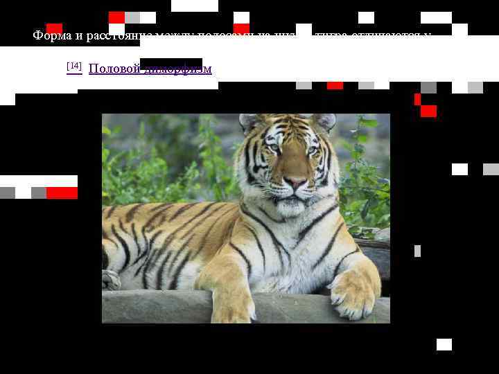 Форма и расстояние между полосами на шкуре тигра отличаются у различных подвидов, но большинство