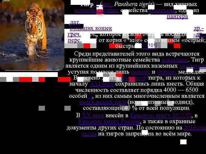  Тигр[1] (лат. Panthera tigris) — вид хищных млекопитающих семейства кошачьих, один из четырёх