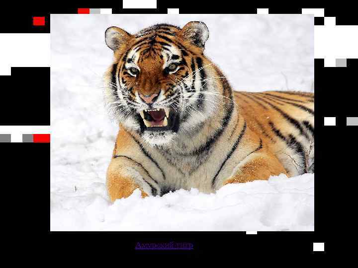 Амурский тигр 