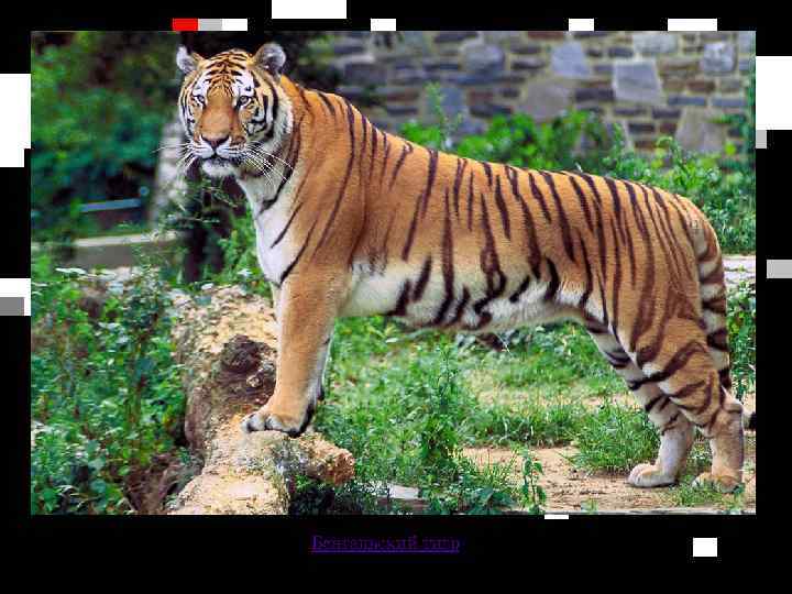 Бенгальский тигр 