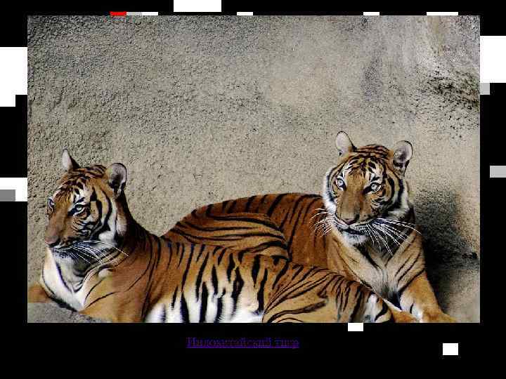 Индокитайский тигр 