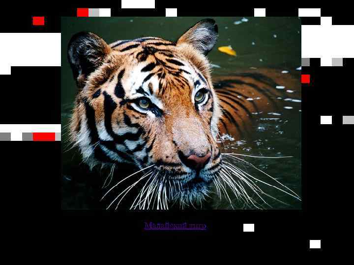 Малайский тигр 