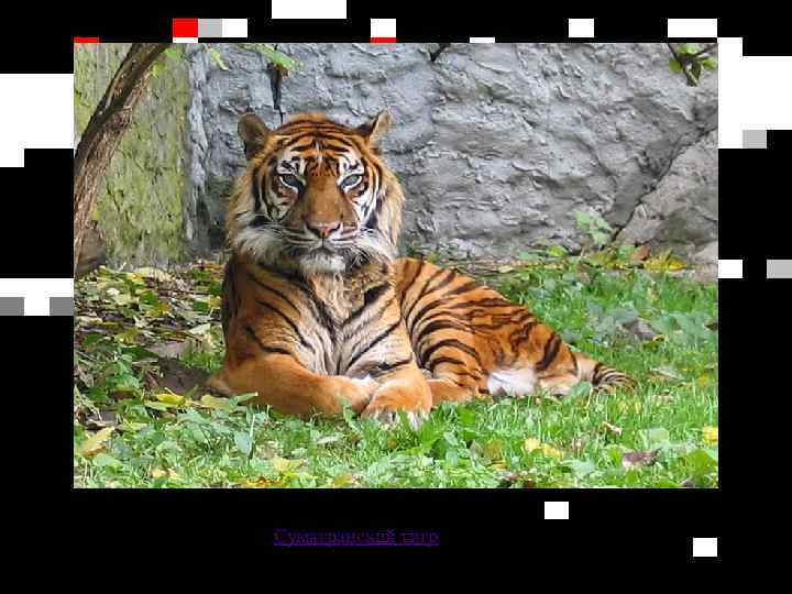 Суматранский тигр 