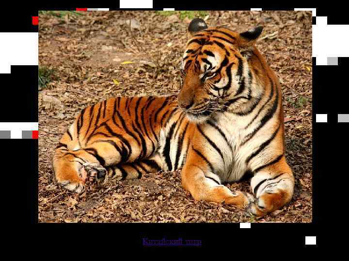 Китайский тигр 