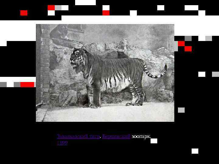 Закавказский тигр. Берлинский зоопарк. 1899 